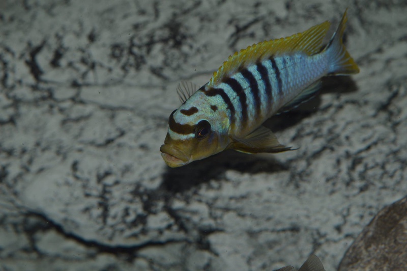 Maylandia sp. 'hajomaylandi pombo' Pombo Rocks